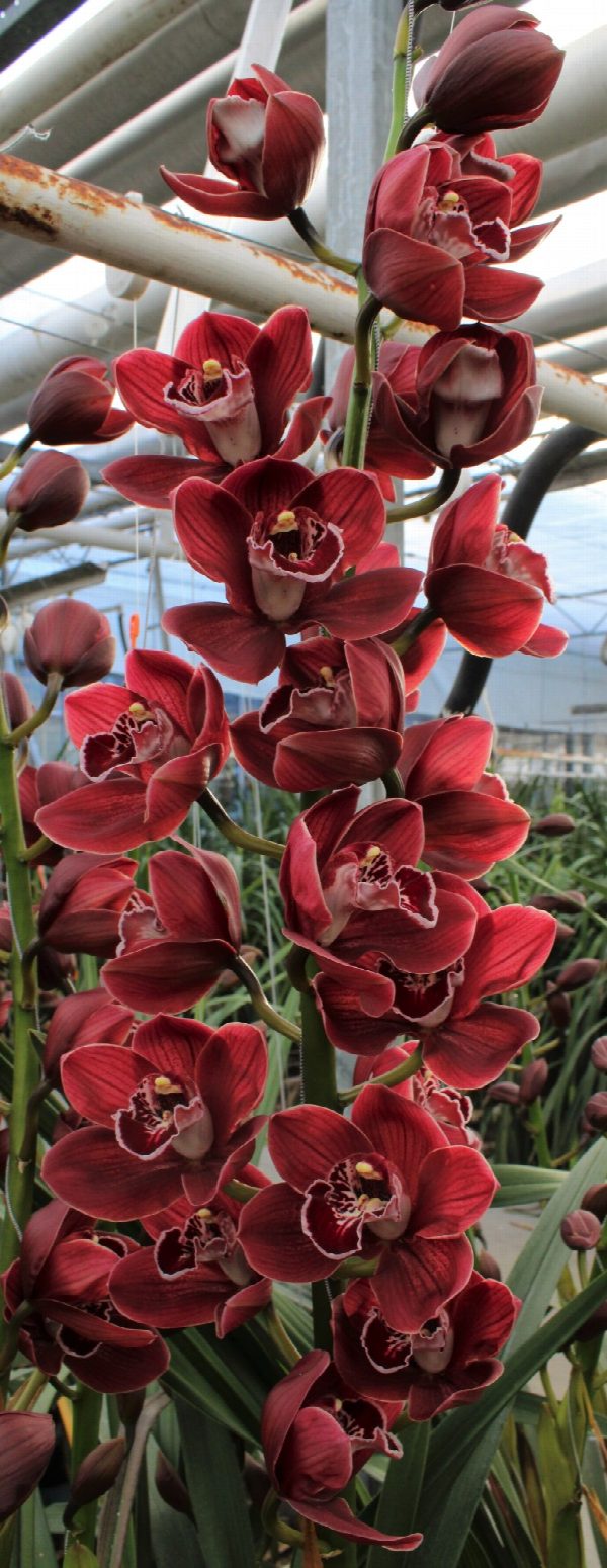 Cymbidium large flowered Blazing Fury Hades, foto 3