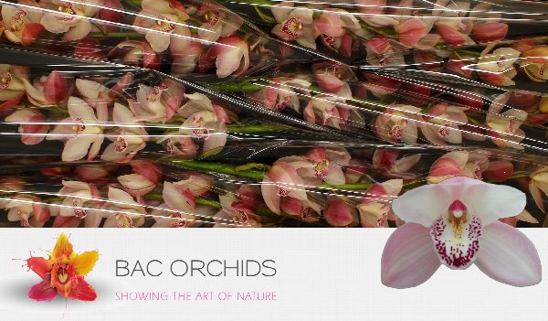 Cymbidium large flowered SUMMER MAG PI, foto 5