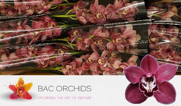 Cymbidium large flowered SO GORGEOUS, photo 5