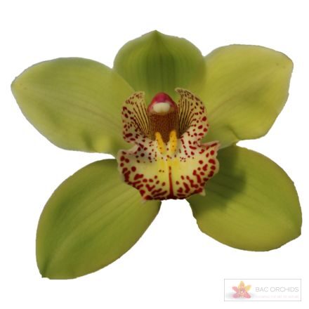 Cymbidium large flowered MELISSA
