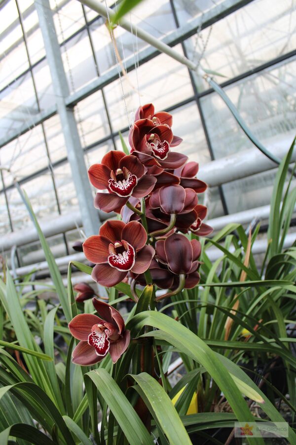 Cymbidium large flowered CYM T Vulcano, foto 3