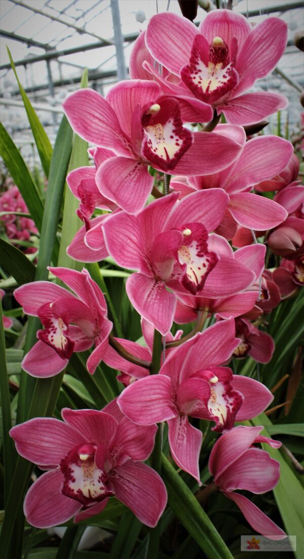 Cymbidium large flowered RED DREAM, foto 2