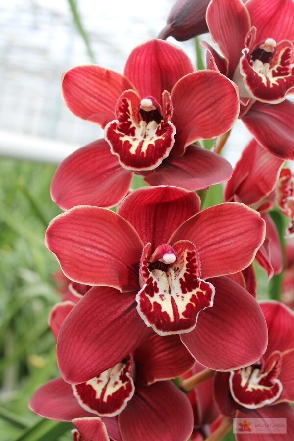 Cymbidium large flowered FLAMEFLOR, foto 2