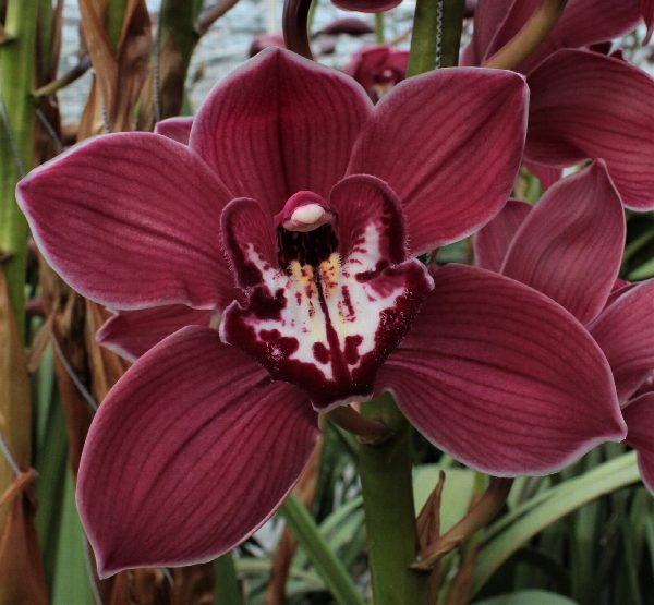 Cymbidium large flowered FERR-ARI