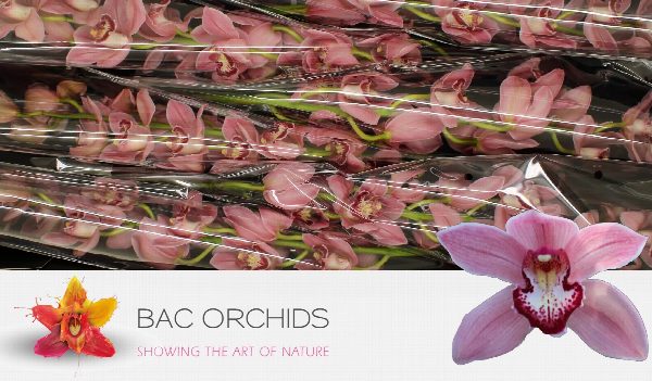 Cymbidium large flowered POWER, foto 6