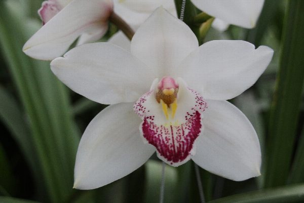 Cymbidium large flowered ANOUK, foto 3