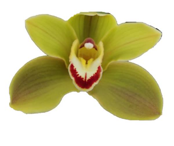 Cymbidium large flowered JUNGLE TRAIL, foto 2