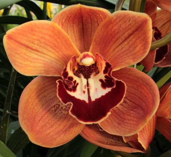 Cymbidium large flowered KING ALEX, foto 2