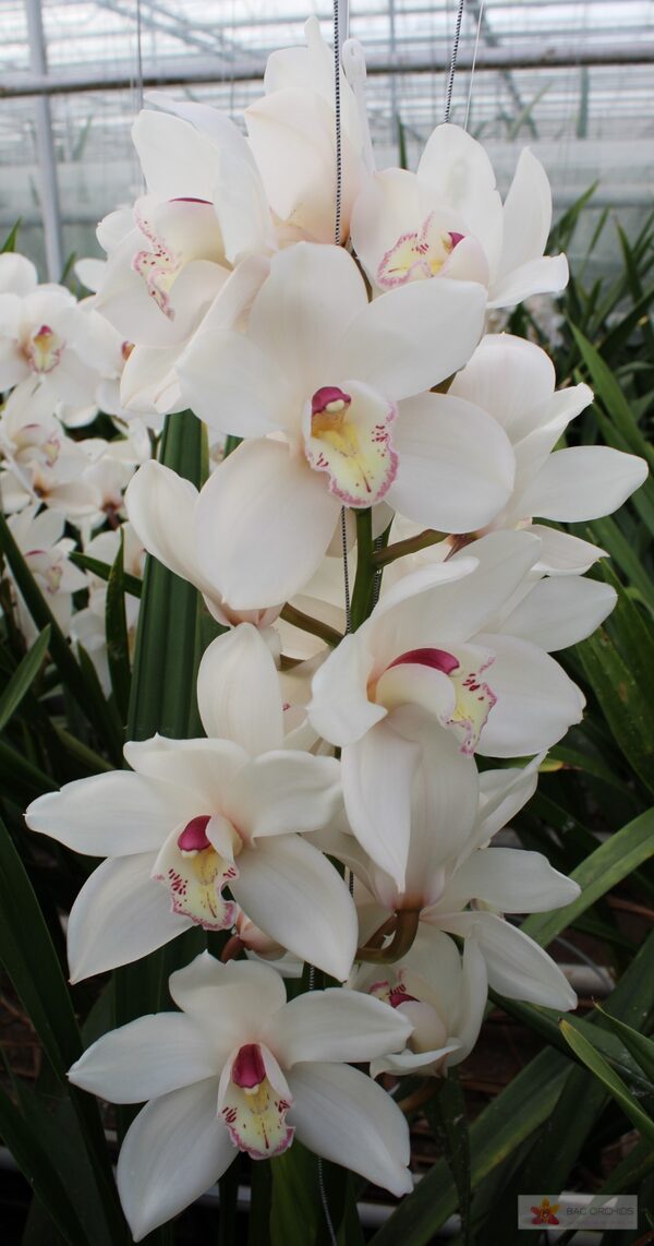 Cymbidium large flowered ANTONELLA, foto 3