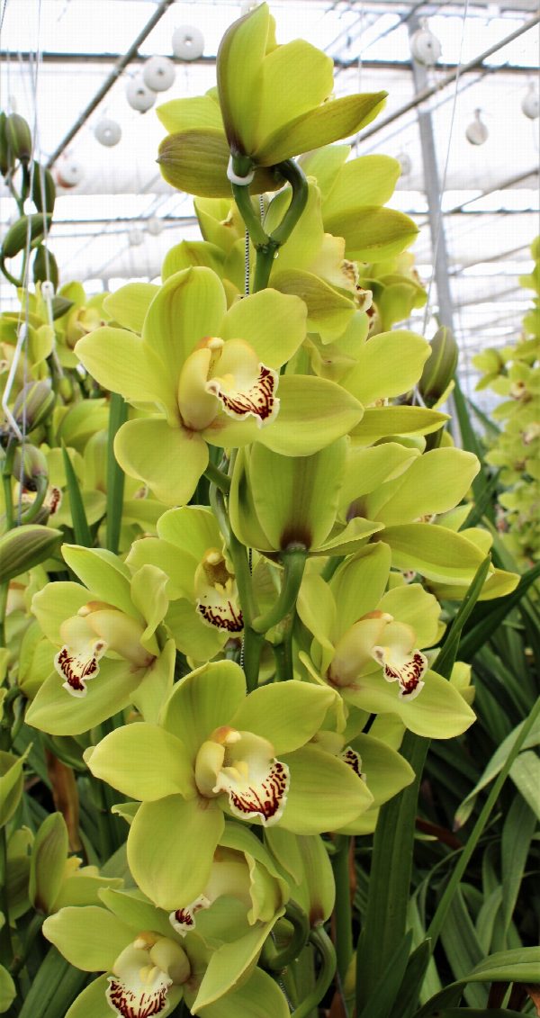 Cymbidium large flowered OVATI EMERALD, foto 2