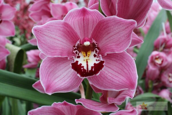 Cymbidium large flowered FANTACY, photo 3