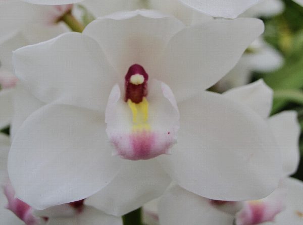 Cymbidium large flowered DOS PUEBLOS, foto 5