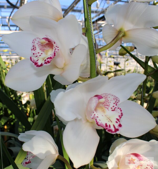 Cymbidium large flowered SNOWBIRD, foto 4