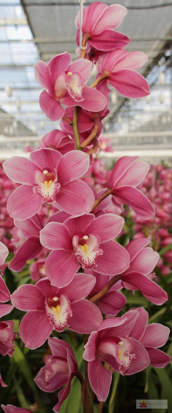 Cymbidium large flowered BRAEMAR, foto 3