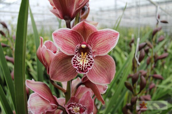 Cymbidium large flowered PURPLE RAIN, foto 3