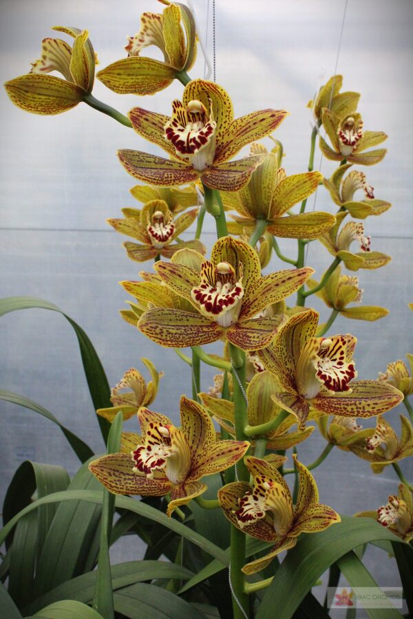 Cymbidium large flowered JUNGLE MIRACLE, foto 4
