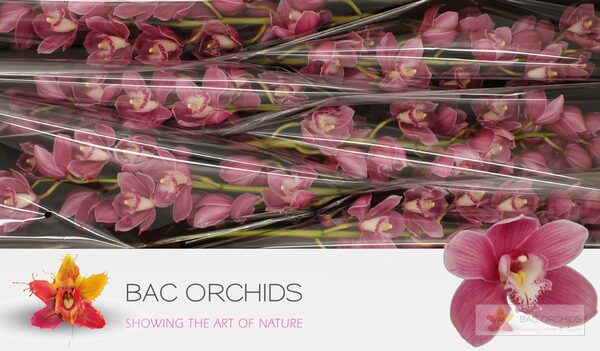 Cymbidium large flowered BRAEMAR, foto 4