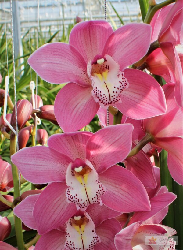 Cymbidium large flowered AIDA, photo 4