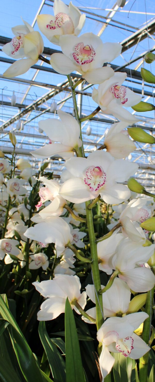 Cymbidium large flowered SNOWBIRD, foto 2