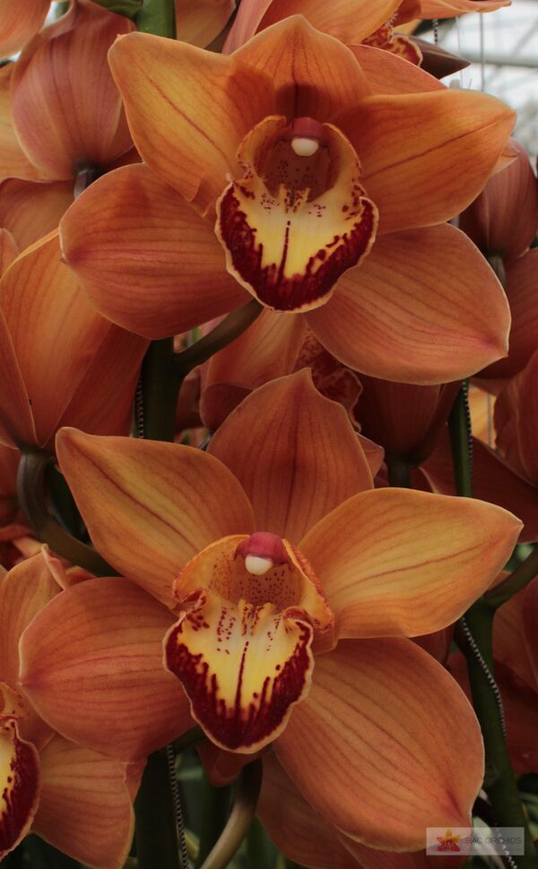 Cymbidium large flowered ARANCIA, foto 4