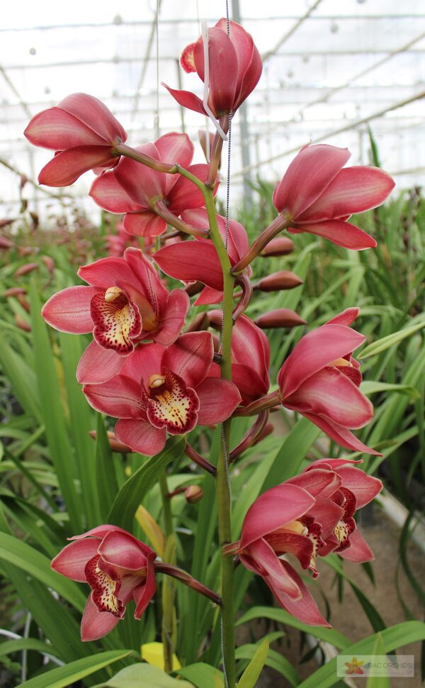 Cymbidium large flowered BOLOGNA, фото 5