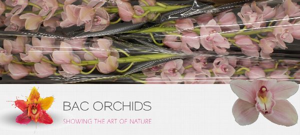 Cymbidium large flowered DELMONTE, photo 4