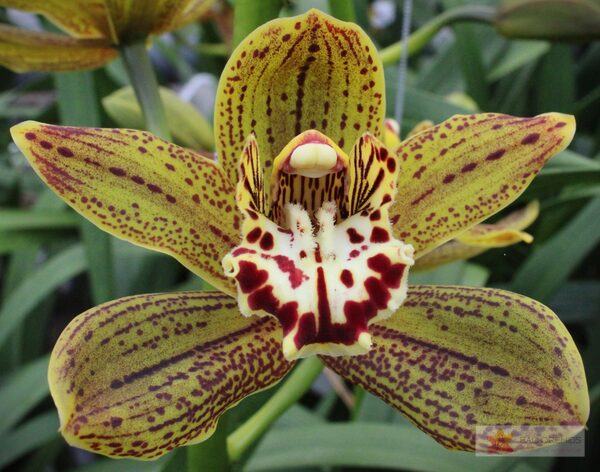 Cymbidium large flowered JUNGLE MIRACLE, photo 4