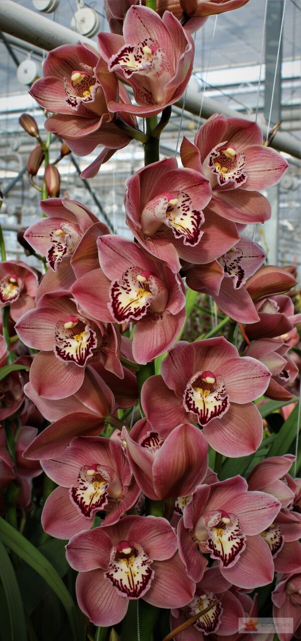 Cymbidium large flowered JET SET, foto 3