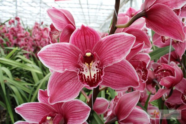 Cymbidium large flowered MONICA, foto 5