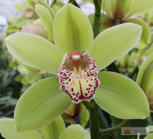 Cymbidium large flowered HANS, фото 5