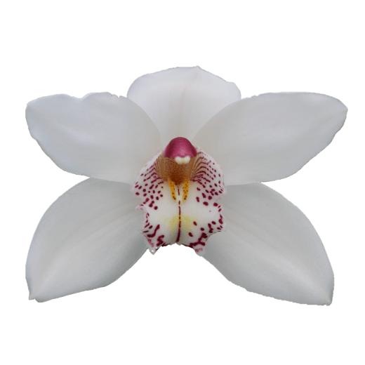 Cymbidium large flowered WHITE CRYSTAL, foto 4