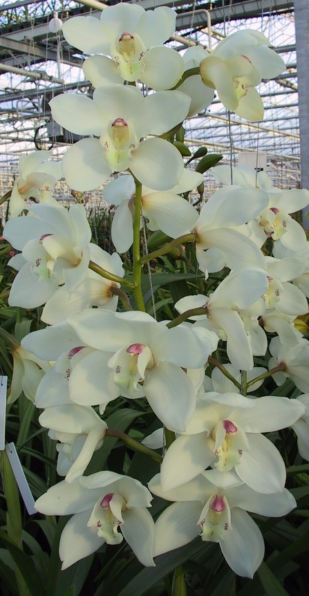 Cymbidium large flowered EARLY WHITE, фото 5