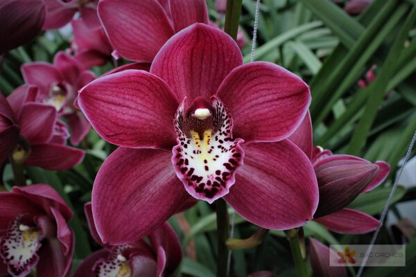 Cymbidium large flowered THOMAS, foto 4