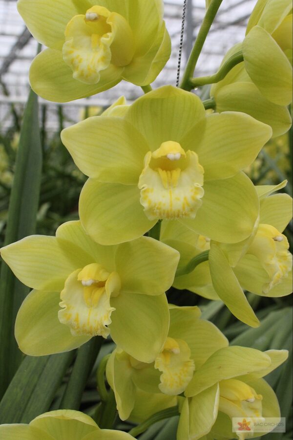 Cymbidium large flowered MINT ICE, foto 5