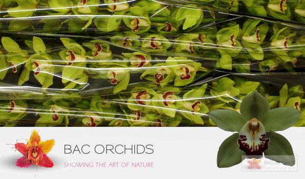 Cymbidium large flowered MACHTELD, foto 2