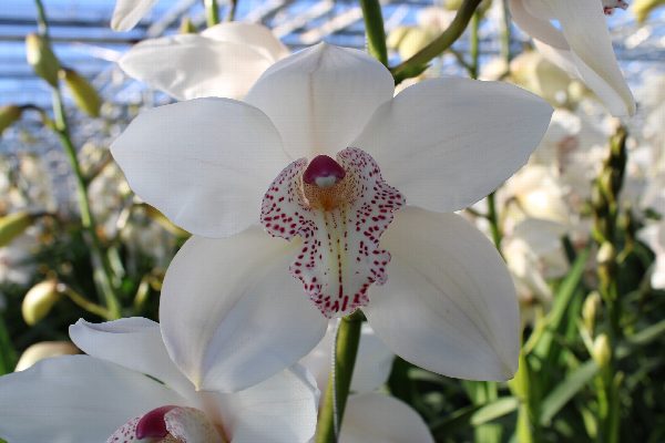 Cymbidium large flowered MRS SUGAR LEE