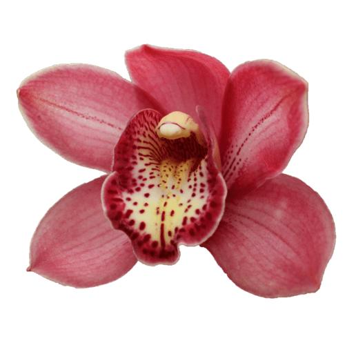 Cymbidium large flowered BOLOGNA, фото 2