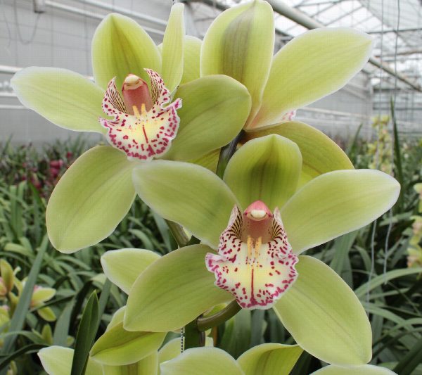 Cymbidium large flowered Cymbidium Hans