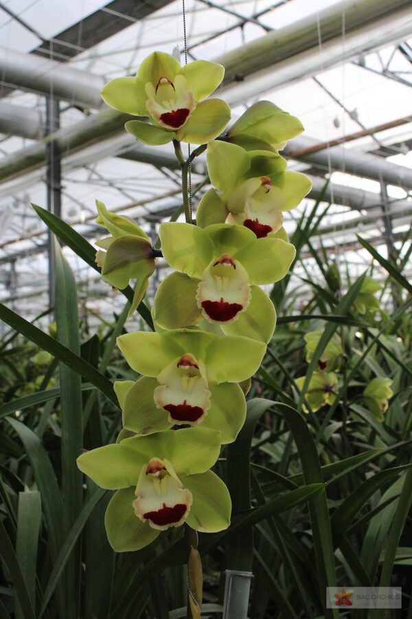 Cymbidium large flowered TOP SPOT, photo 4