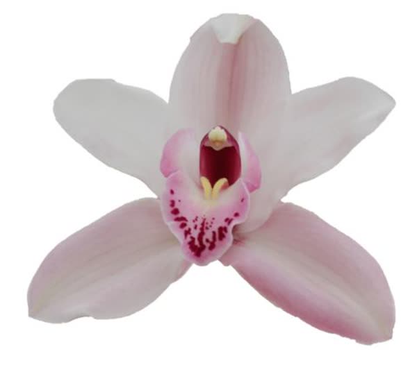 Cymbidium large flowered JOAL, foto 4