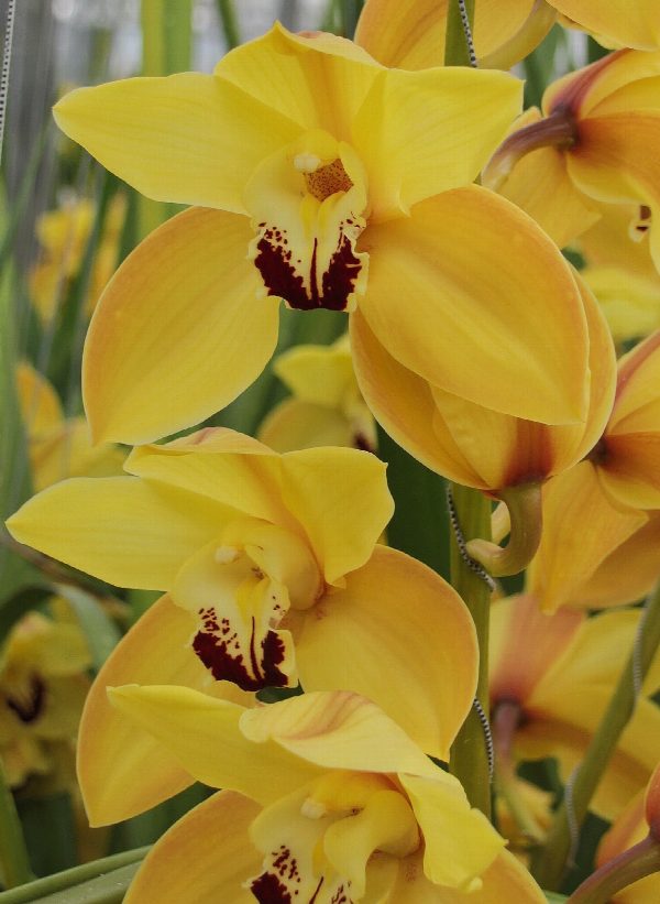 Cymbidium large flowered COOKSBRIDGE, foto 2