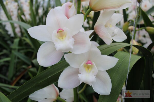 Cymbidium large flowered POMPEI, фото 4