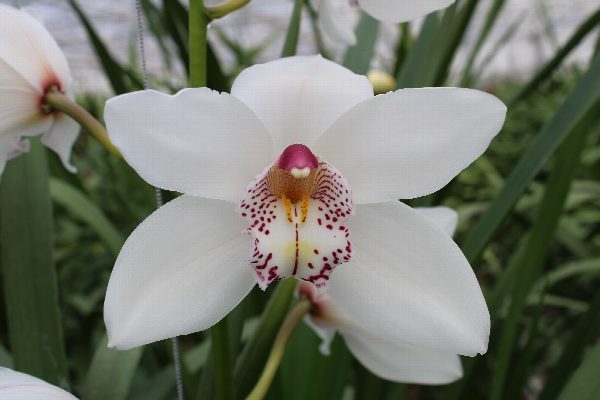 Cymbidium large flowered WHITE CRYSTAL, foto 3