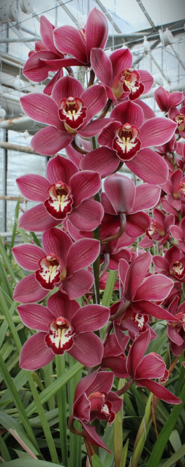 Cymbidium large flowered PRIWINE, фото 2