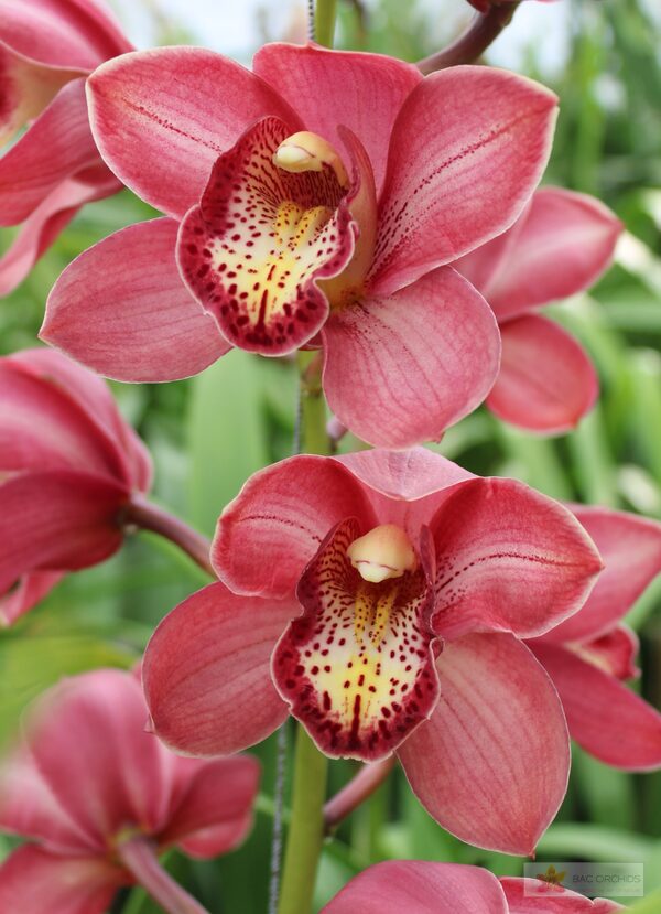 Cymbidium large flowered BOLOGNA, фото 4