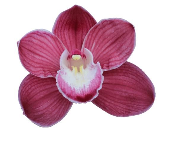 Cymbidium large flowered PINK PANTHER, photo 4