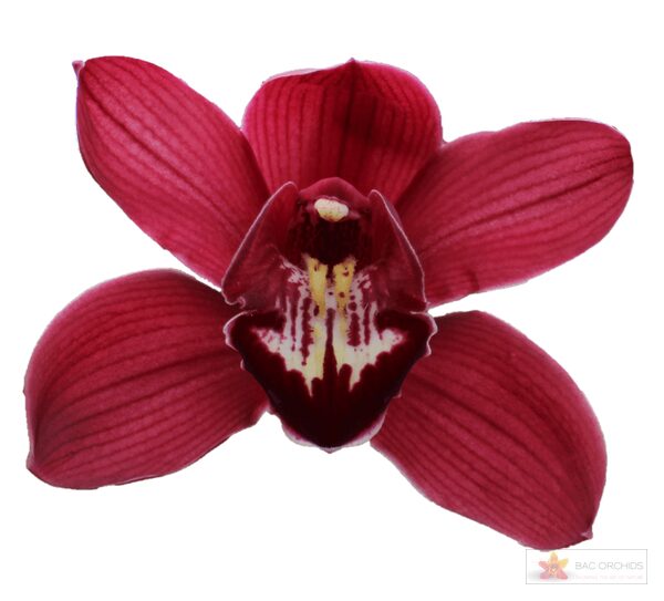 Cymbidium large flowered BENTHE