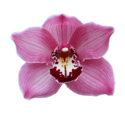 Cymbidium large flowered FANTACY, foto 3