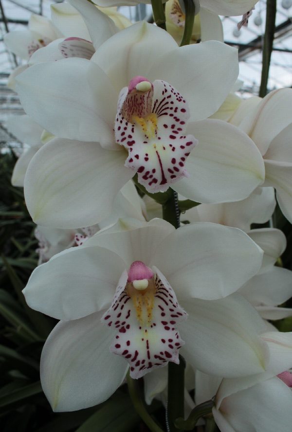 Cymbidium large flowered Cymbidium Tak VENEZIA