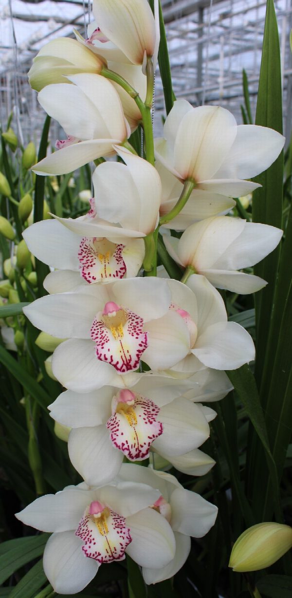Cymbidium large flowered HMS LISETTE, foto 2